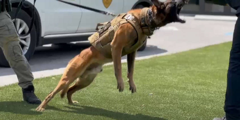 B.A.T K9 Ballistic Protection System worn by a working dog in the field