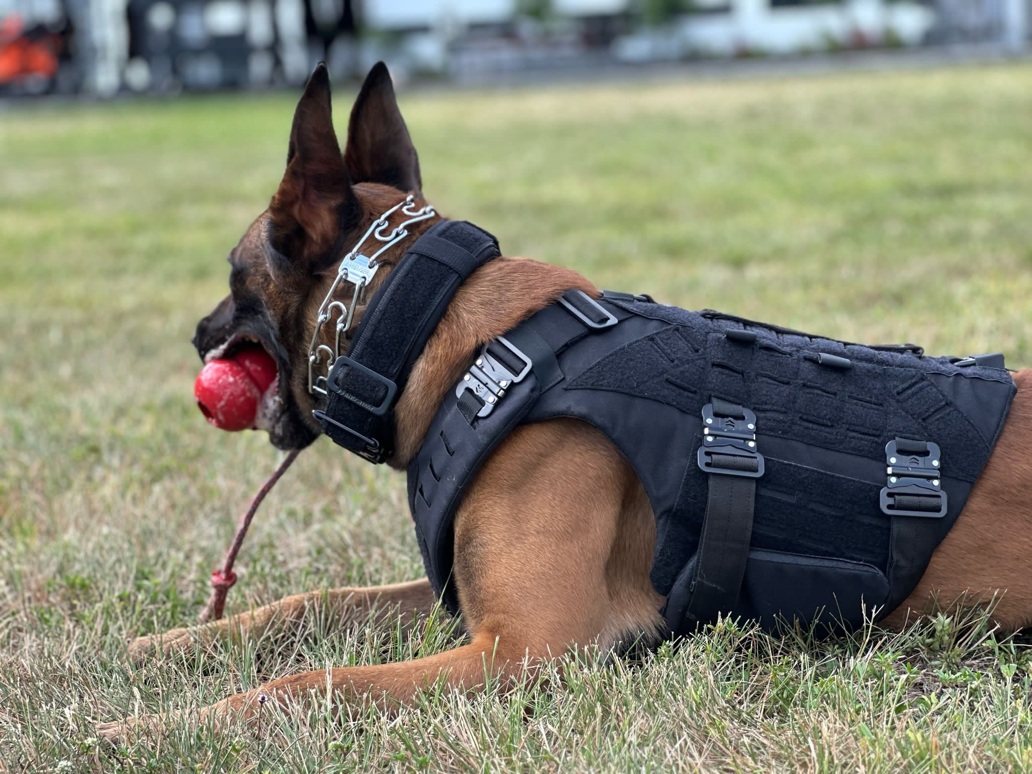 Side view of the B.A.T K9 Ballistic Protection System on a working dog showing full torso coverage