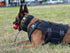 Side view of the B.A.T K9 Ballistic Protection System on a working dog showing full torso coverage