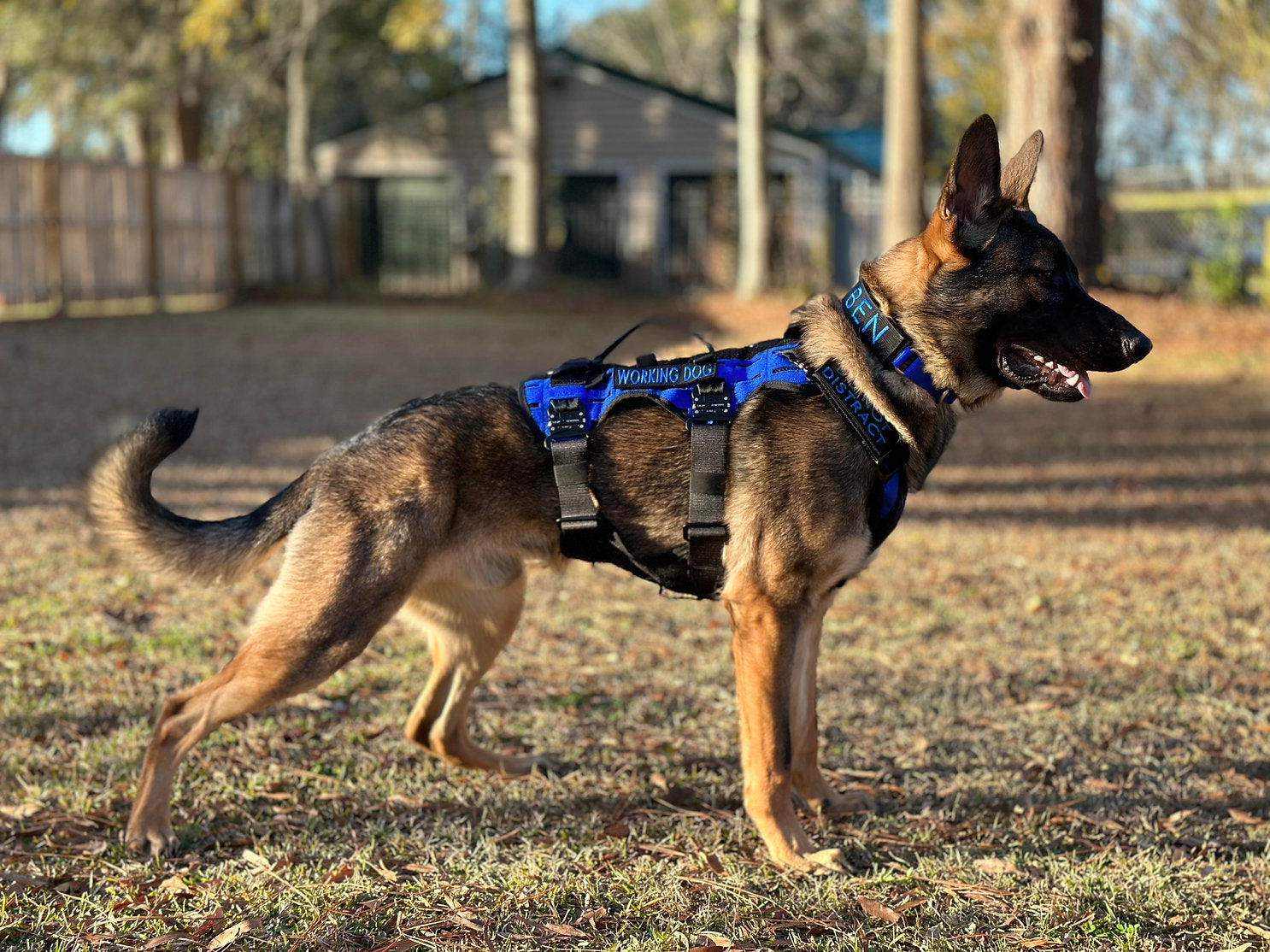 Delta K9 Harness