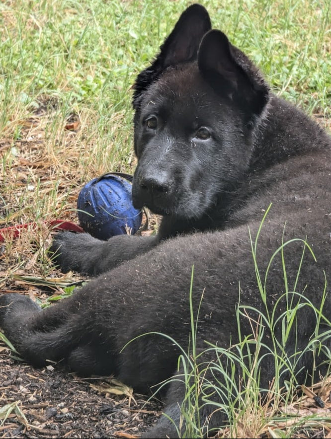 DDR German shepherd with reward toy form Titan Ultra