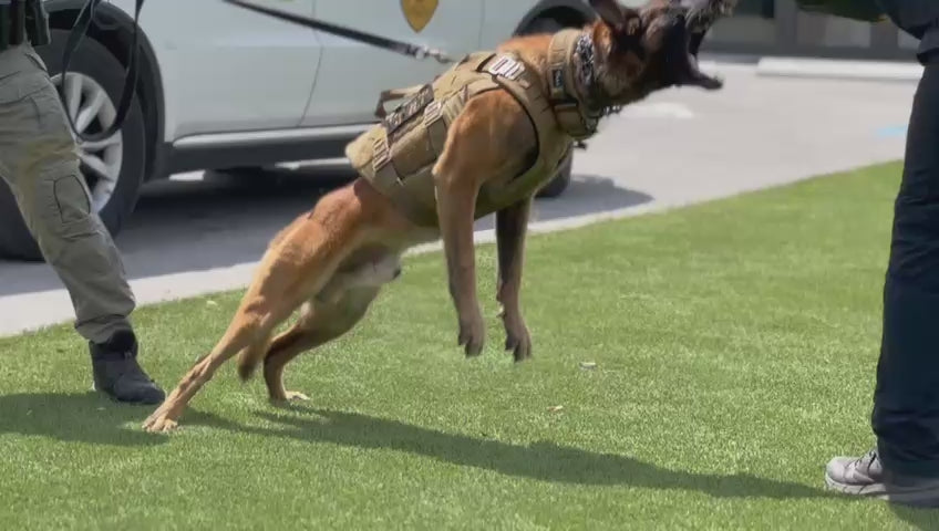 K9 Rip Demonstrating wearing an NIJ IIIA Vest in 93 degrees Fahrenheit